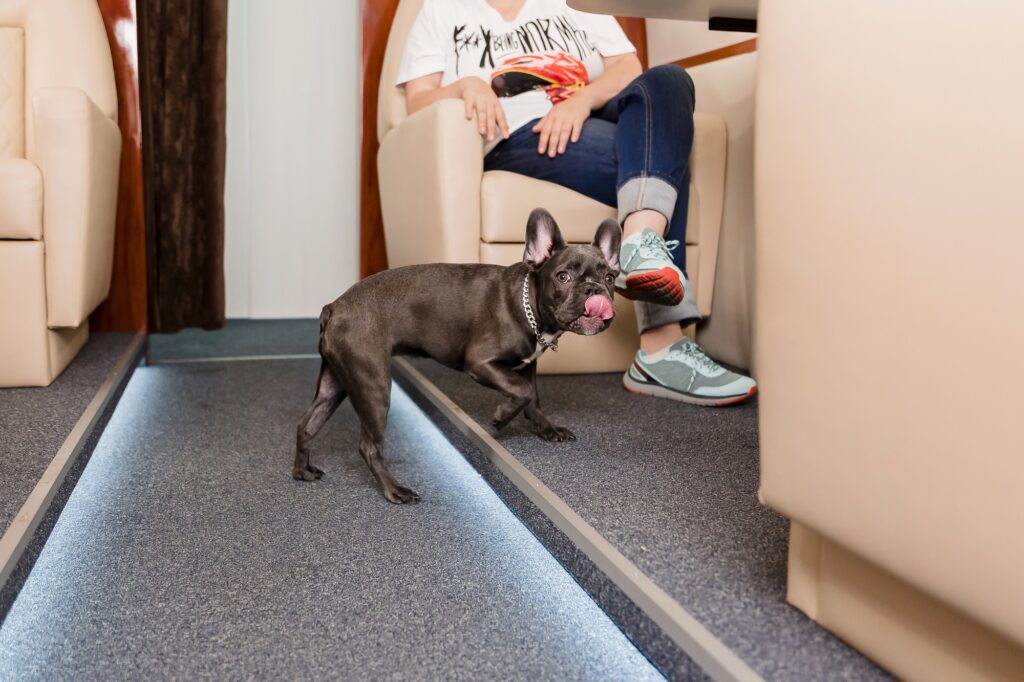 Small dog french bulldog on board of plane, selective focus